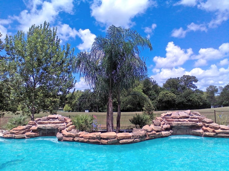 Small Palm Trees For Your Pool